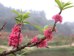 -南国桃园旅游度假区