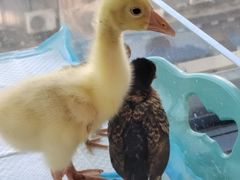 -怪兽屋·羊驼·猫咖·狗咖(俊华广场店)