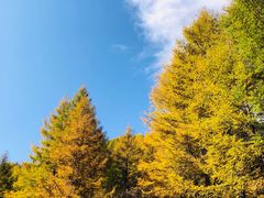 -苏木山森林公园