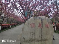 -高东镇樱花园
