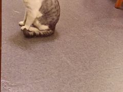 -猫色咖啡·猫咖