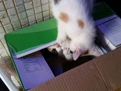 android_upload_pic-Sirena海妖日咖夜酒