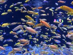 -成都浩海立方海洋公园