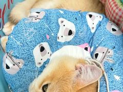 -纳吉亚猫专科动物诊疗中心(蒋宅口分院)