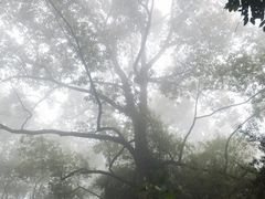 -南山植物园