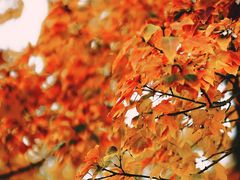 -白鹭湾湿地公园