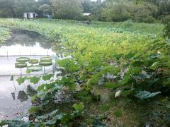 -乌镇那一年小院主题餐厅(甘泉西路店)