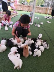 -萌宠亲子动物乐园(槐房万达店)