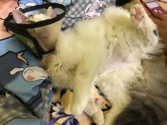 -芭比堂动物医院广州顽皮分院