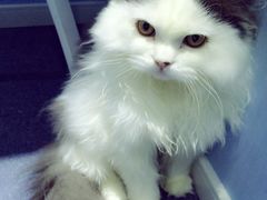 -喵的天空名猫咖啡馆·撸猫·猫舍·用品