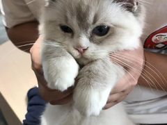-瞄一喵猫咖(格力海岸店)