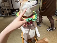 -逗柴咖啡屋·狗咖猫咖宠物桌游