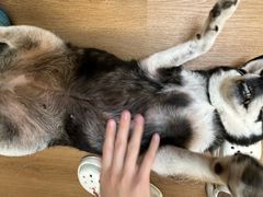 -是阿柴呀！柴犬咖啡·爱喵喵猫咖