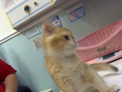 -纳吉亚猫专科动物医院·北北分院