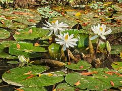 -中国科学院西双版纳热带植物园