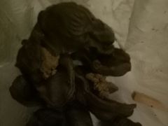 -顺城金记卤鸡·清真