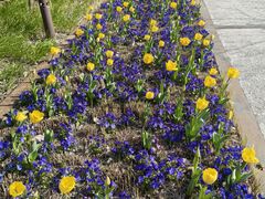 -丹东路渡口(轮渡站)