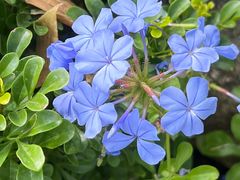 -径山花海