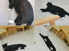 -鼓捣猫呢主题猫咖店