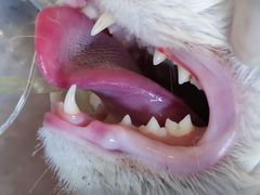 -纳吉亚猫专科动物医院·北北分院