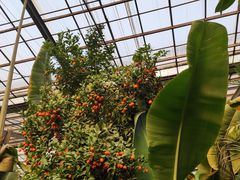 -呀路古热带植物园