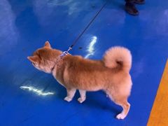 -FAELING PETS美天灵宠物(富力广场店)
