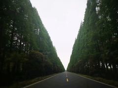 -黄海国家森林公园