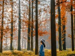 -黄海国家森林公园