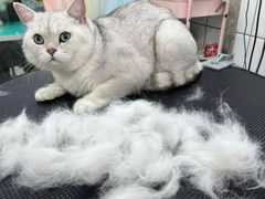 -唐小姐の猫狗洗护·购宠旗舰店(周浦万达店)