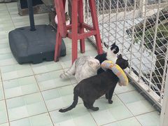 -喵屿·大理花园猫咖