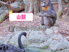 -广州长隆野生动物世界