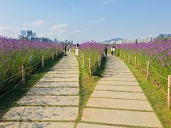 -深圳湾公园(南山区)