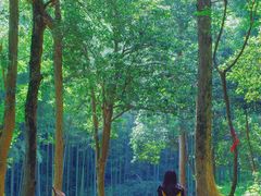 -午潮山国家森林公园