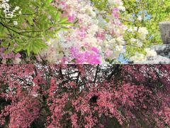 -莲花山公园