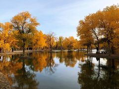 -金塔沙漠胡杨林景区