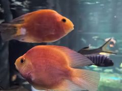 -秦皇岛新澳海底世界