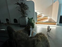 -琪喵猫屋·撸猫猫咖·猫舍