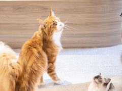 -瞄一喵猫咖(格力海岸店)