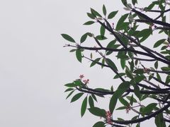 -黄埔荔枝公园