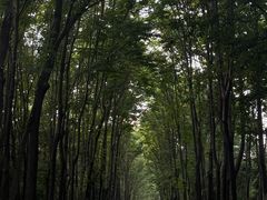 -宜兴龙背山森林公园