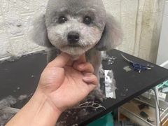 -宠物梦想家(日月豪庭店)