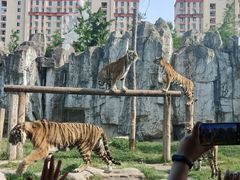 -上海野生动物园