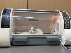 -半岛宠物医院24小时(西派城店)