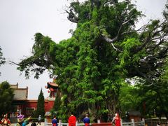 -大槐树寻根祭祖园