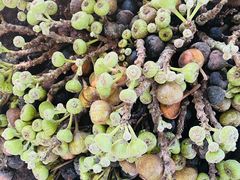 -海南热带野生动植物园