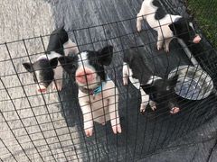 -前小桔亲子创意农场·草莓采摘·露营烧烤