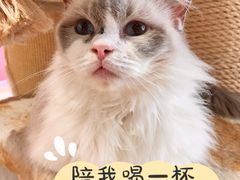 -藏猫猫咖啡主题馆(中央大道店)