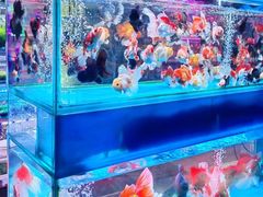 -青石桥花鸟鱼虫市场(叠翠城店)