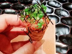 -松涛日本料理