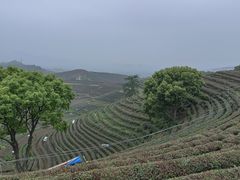 -听风阁农家私房菜茶楼(龙坞店)